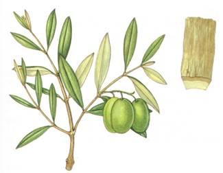 olivo_clip_image002_0001